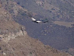 Mirador de los condores