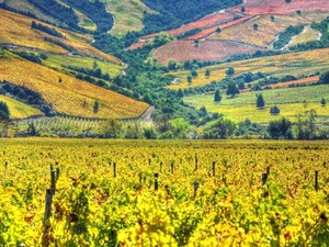 Chilean wine regions
